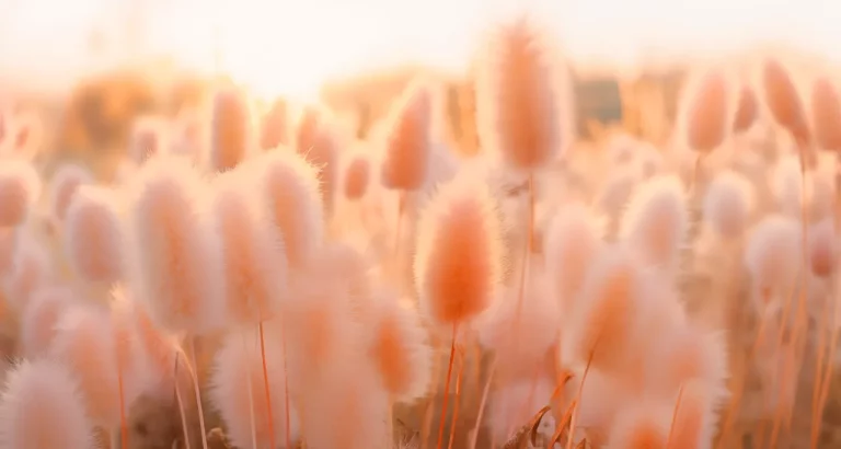 Peach Fuzz PANTONE colour of the year